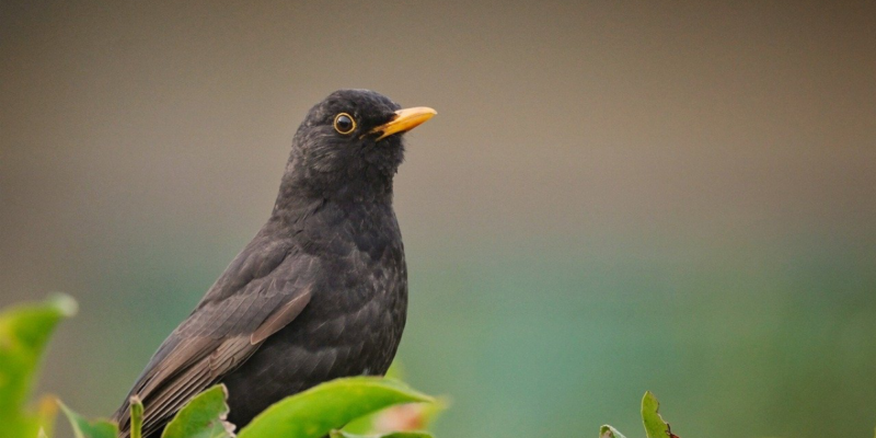 Blackbird sitting on a branch