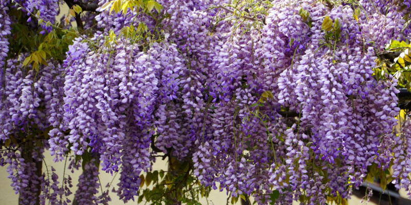 Wisteria providing a visual screen